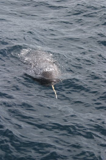 Narwhal Whale Photo / Picture Gallery - Narwhal Whales